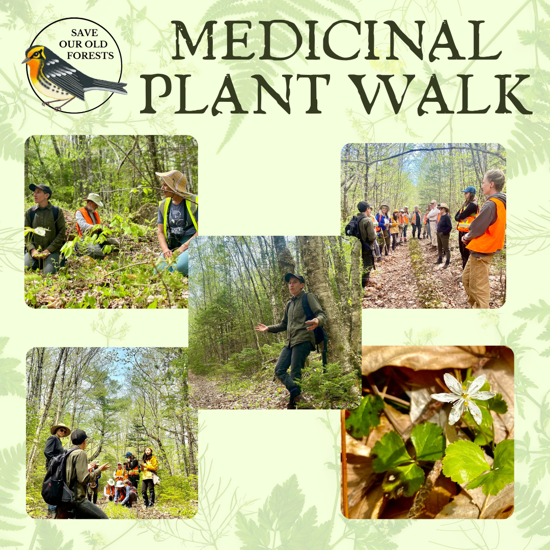 Medicinal Plan Walk - May  18, 2024