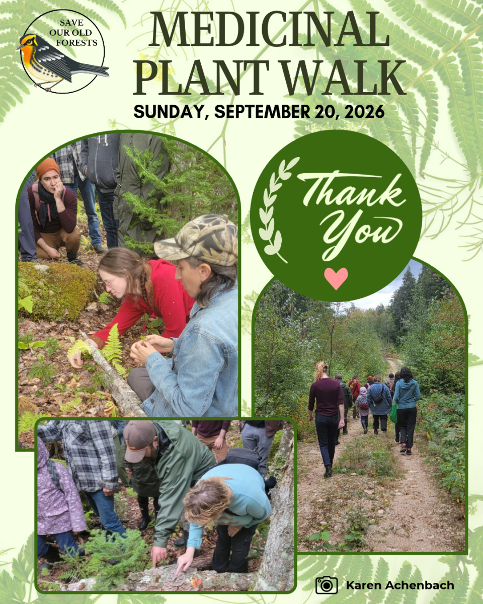 plant-thank-you
