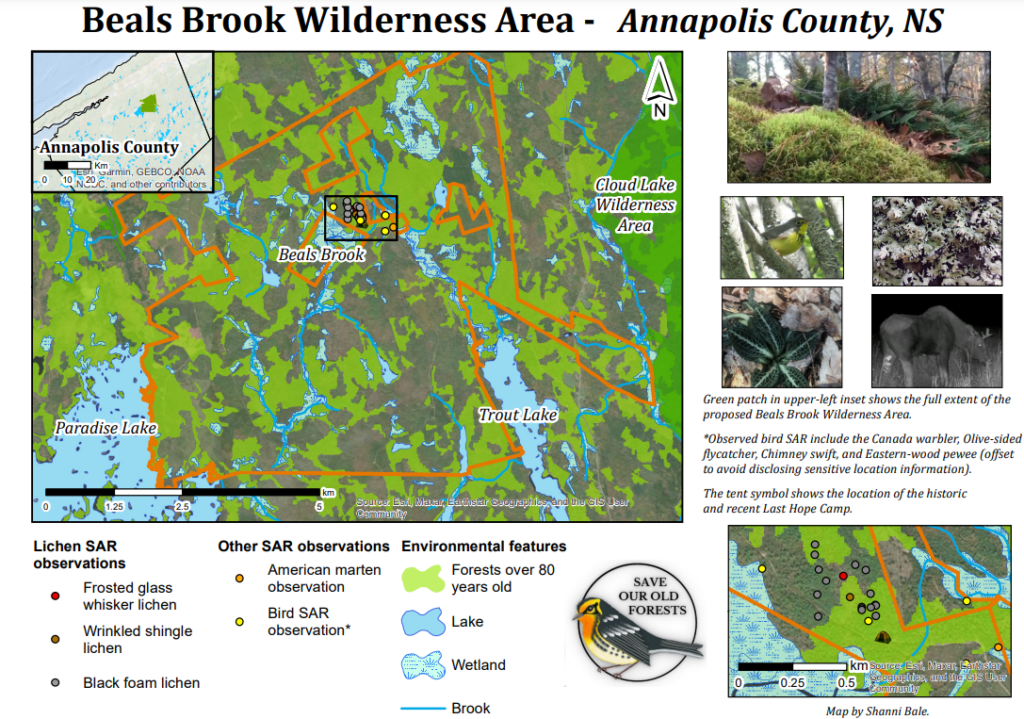 Map showing the boundaries of the proposed Beals Brook Wilderness Areas including Species At Risk observations and images from Citizen Scientists.  Map produced by Shannie Bale. 