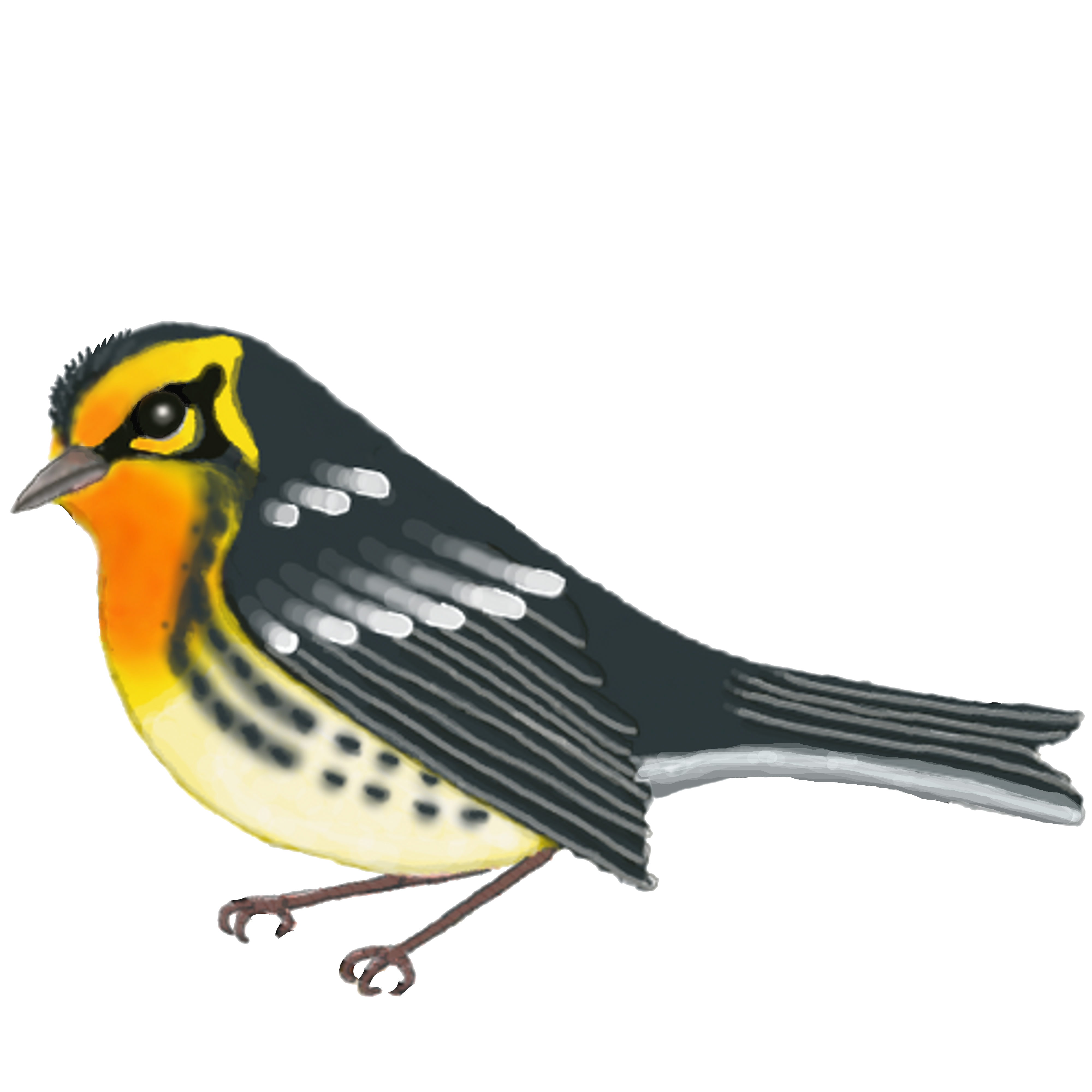 Save Our Old Forests